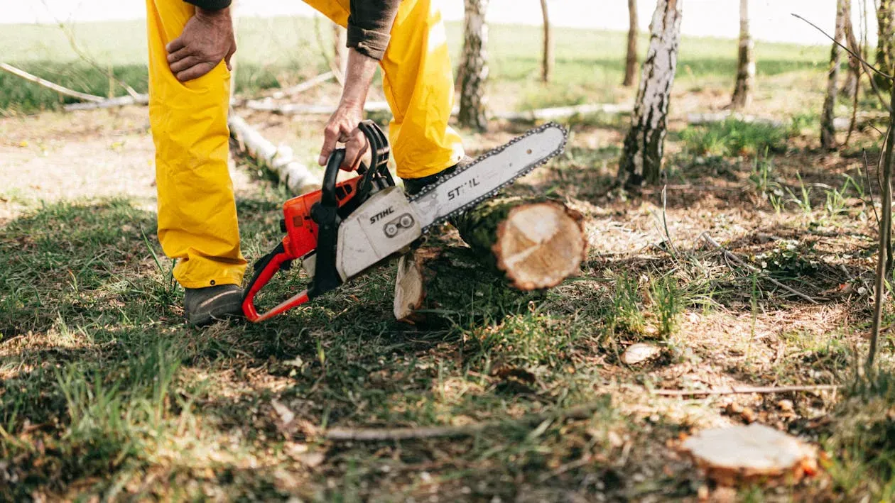 Tree Removal Costs