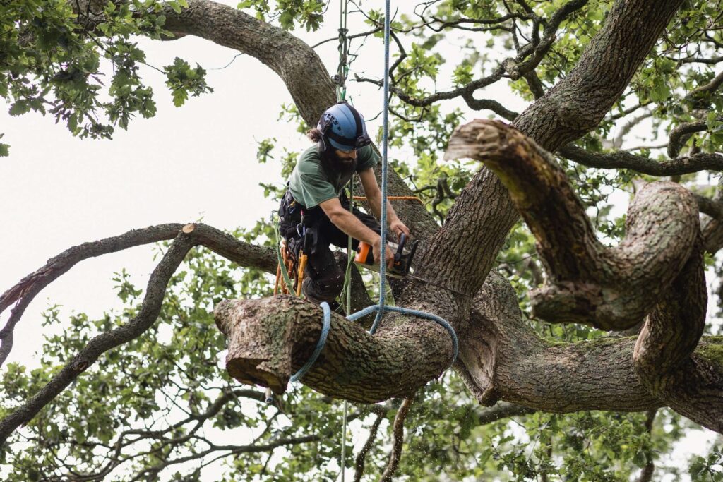 Tree Removal Service