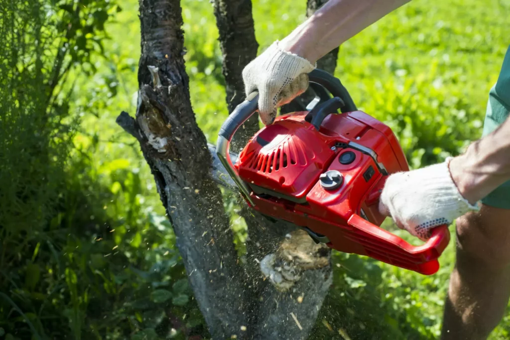 Tree Removal Service