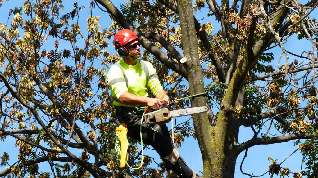 tree removal blue mountains