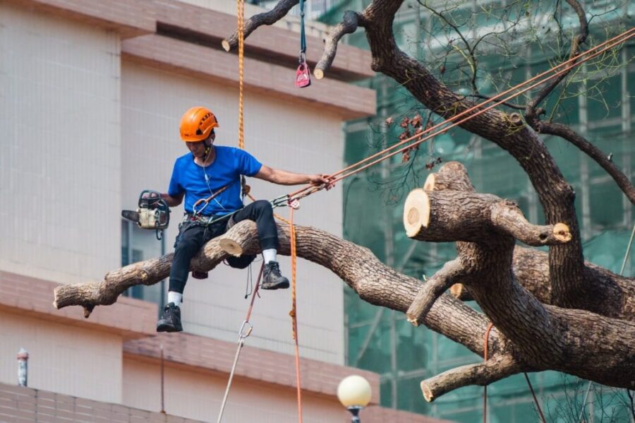 tree removal blue mountains