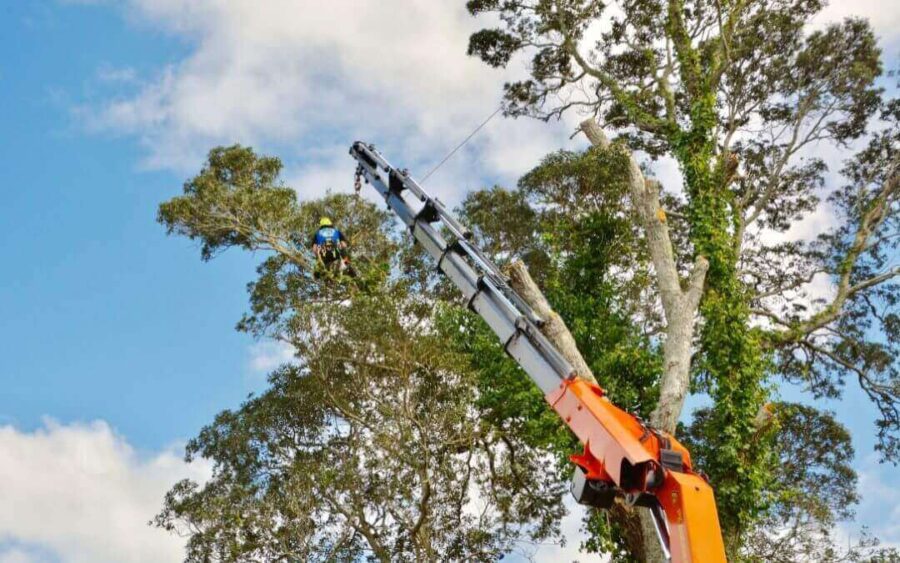 Tree removal Blue Mountains