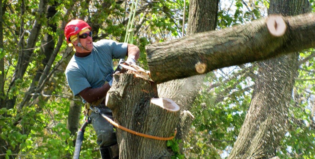 tree removal blue mountains