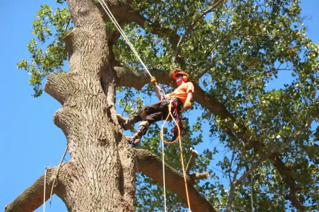 tree removal blue mountains