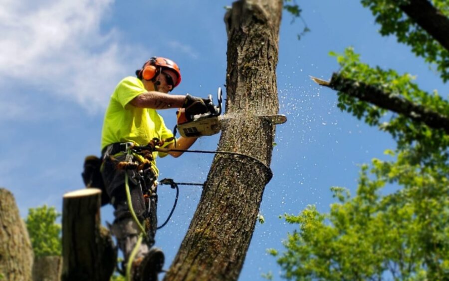 tree removal