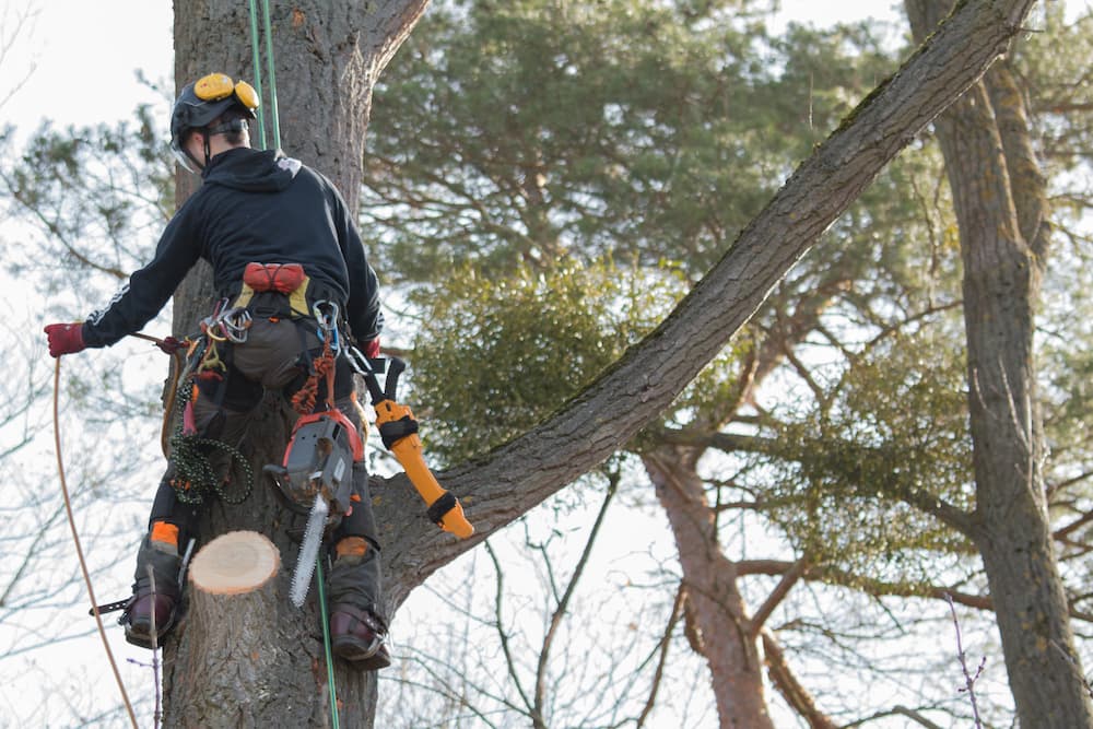 tree lopping