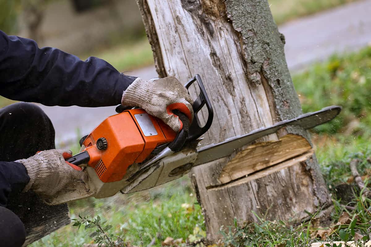 tree cutting