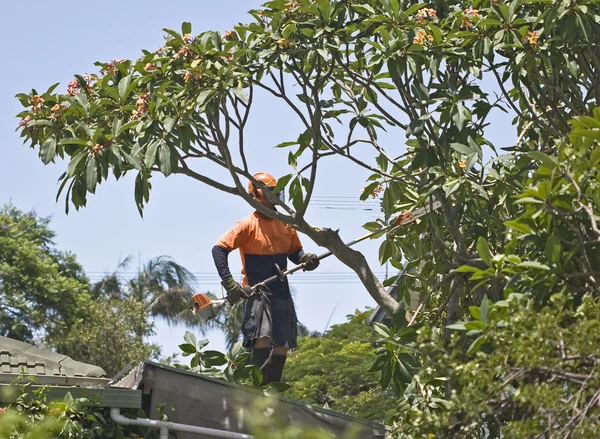 tree lopping