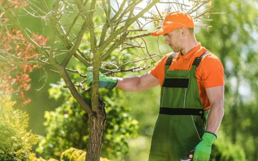 tree pruning near me