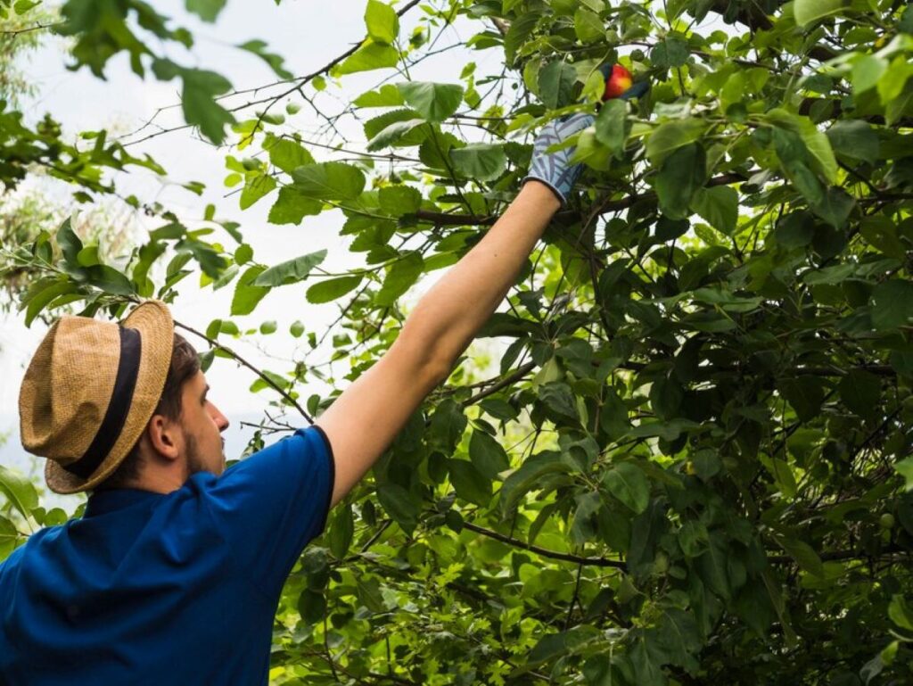 tree pruning near me