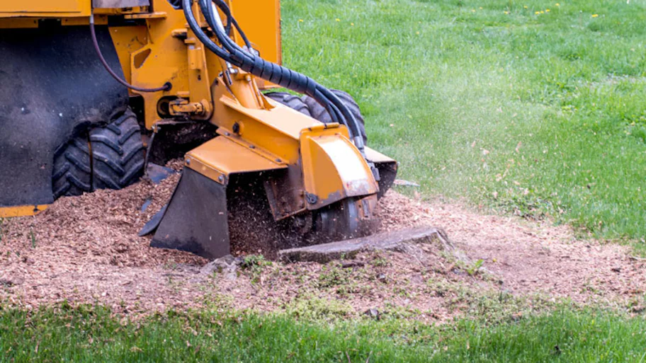 grinding tree stump